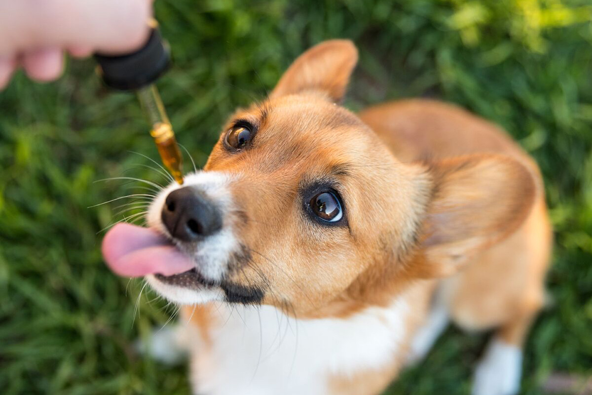 Is CBD Effective In Improving Your Dog’s Health?