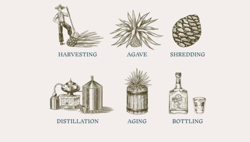 Tequila Production Process