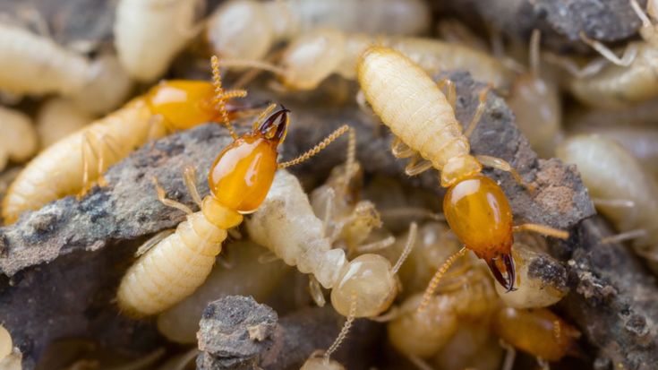pest control cost