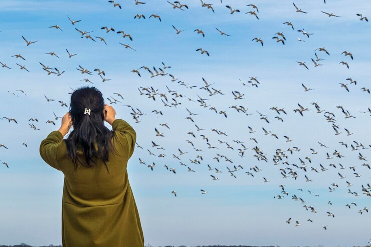 Birdwatching