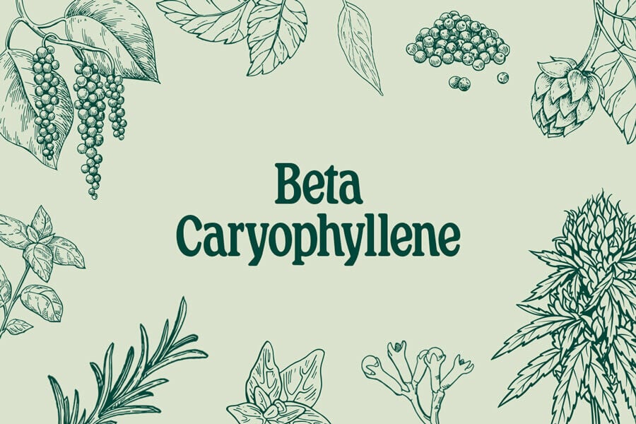 β-caryophyllene inflammation