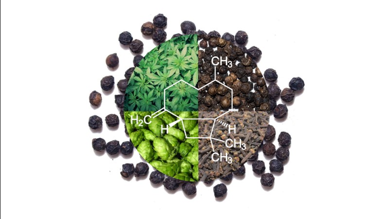 β-caryophyllene